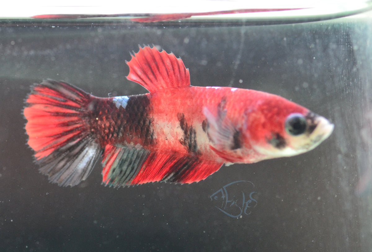 Red Koi HMPK Female