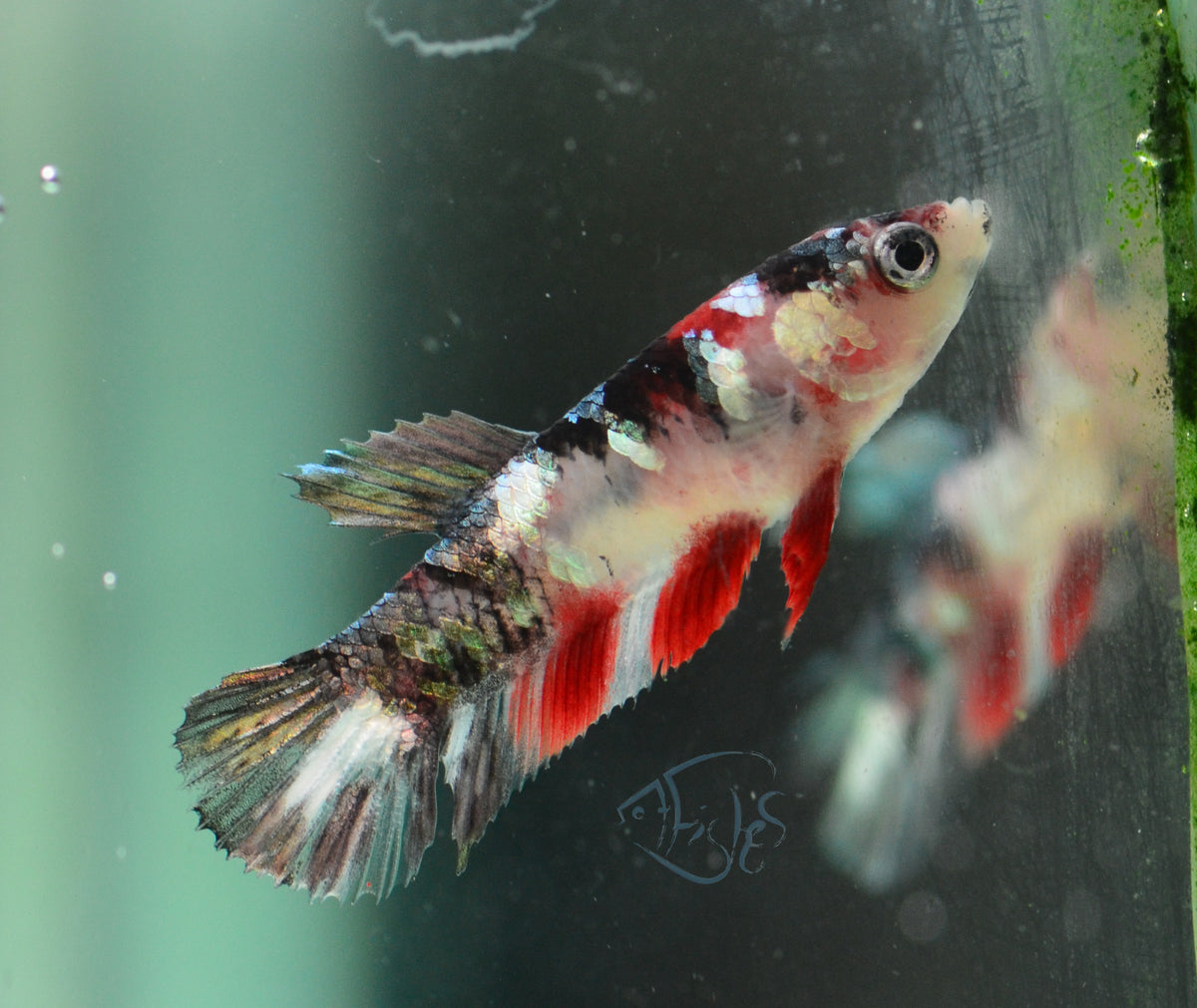 Koi HMPK Female