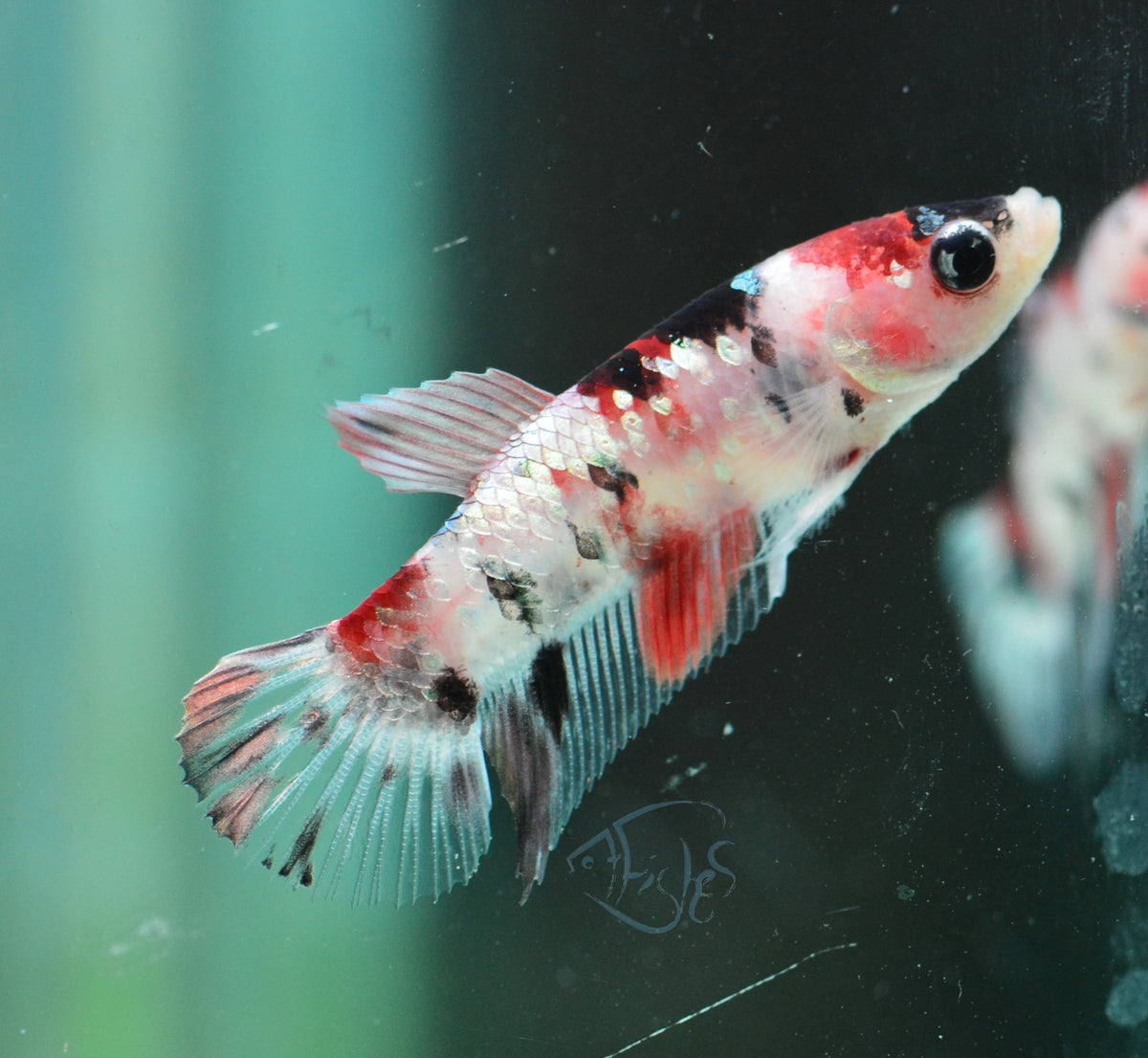 Koi HMPK Female
