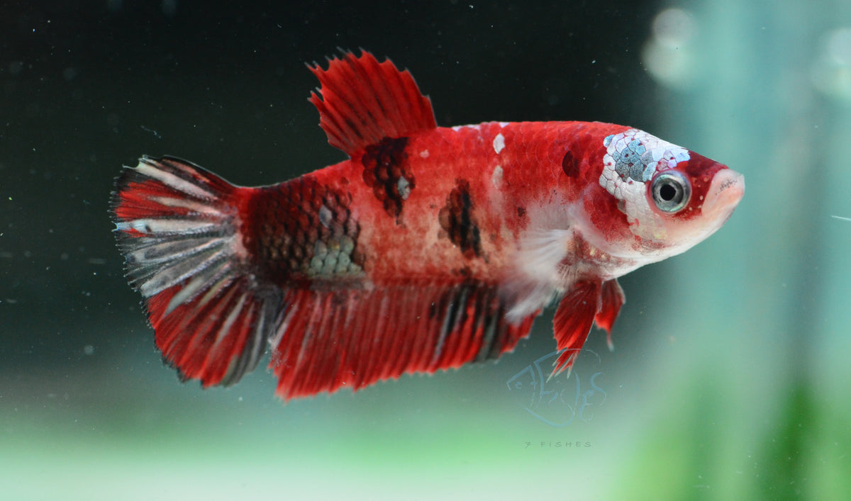Red Koi HMPK Female