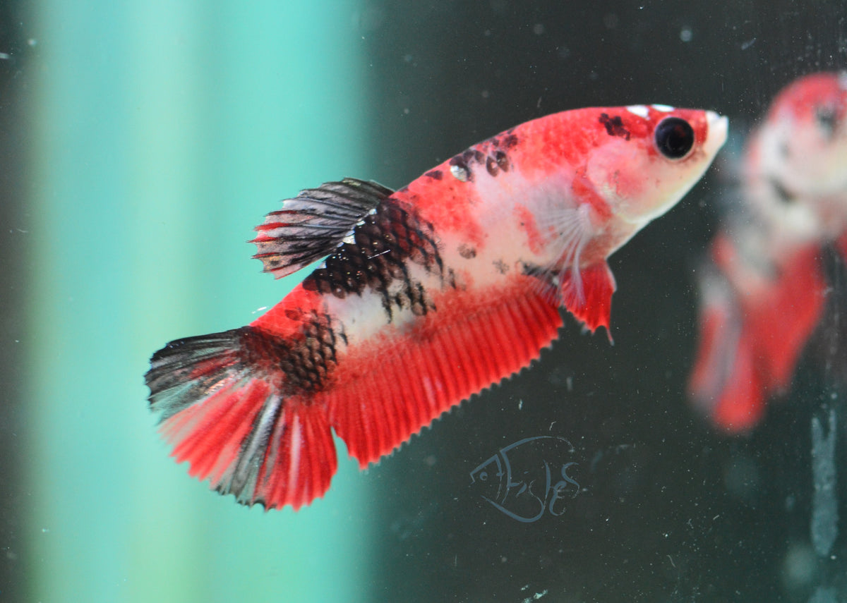 Red Koi HMPK Female
