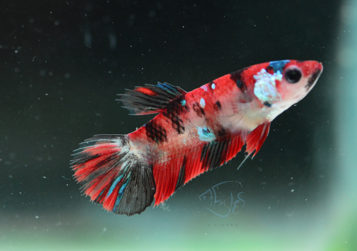Red Koi HMPK Female