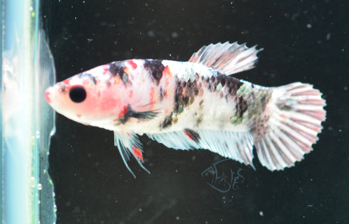 Galaxy HMPK Female