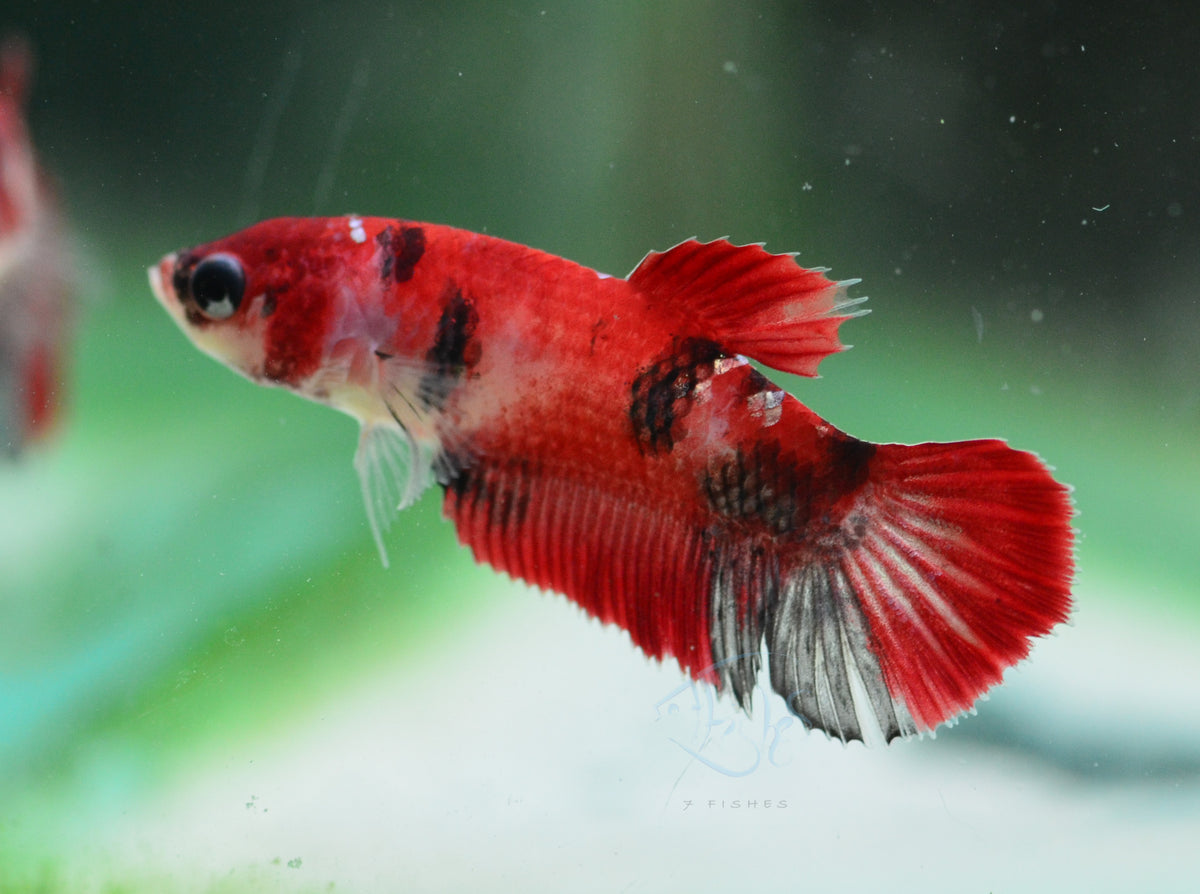 Red Koi HMPK Female