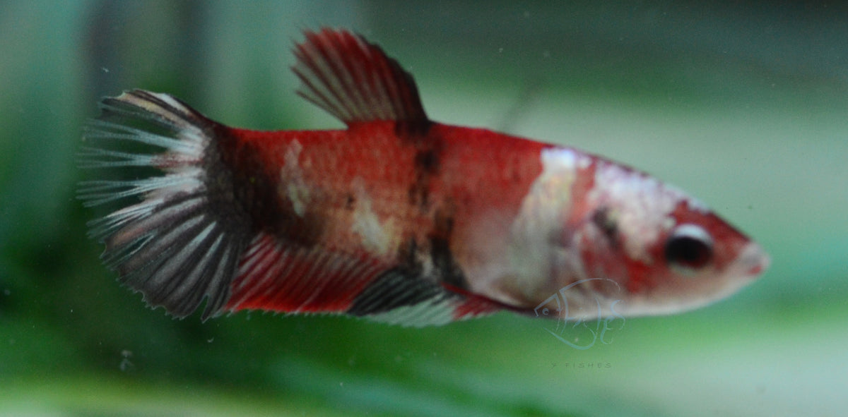 Red Koi HMPK Female