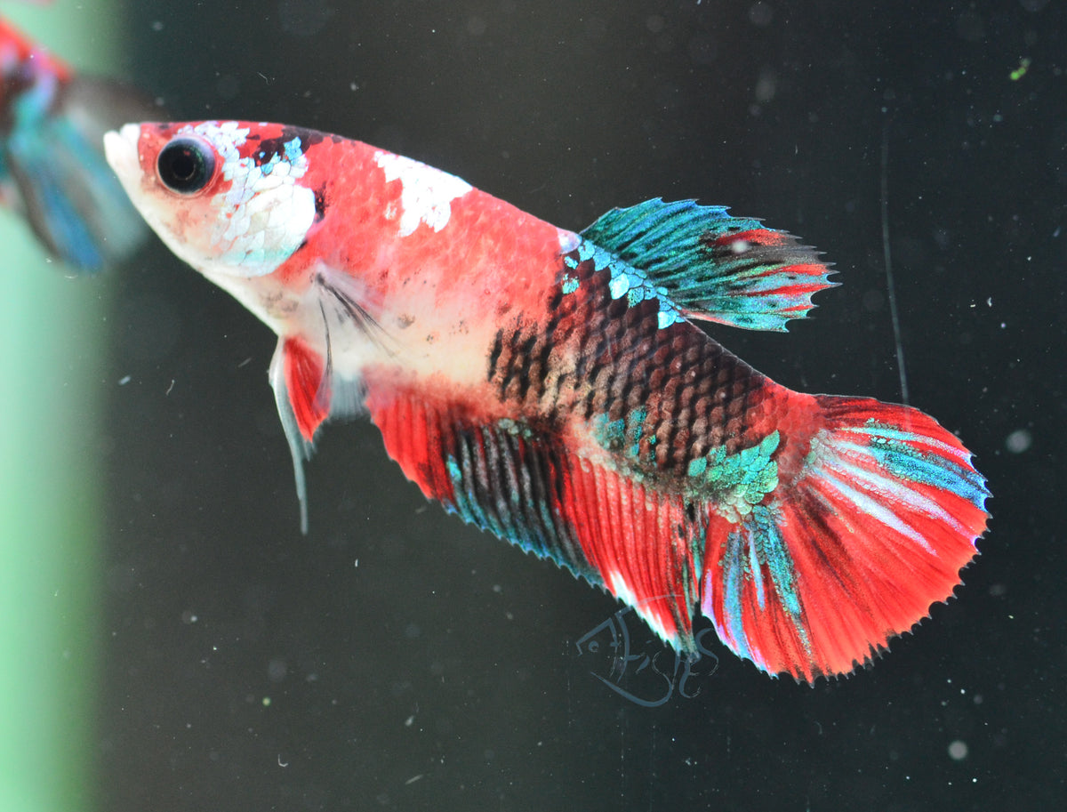 Red Koi HMPK Female