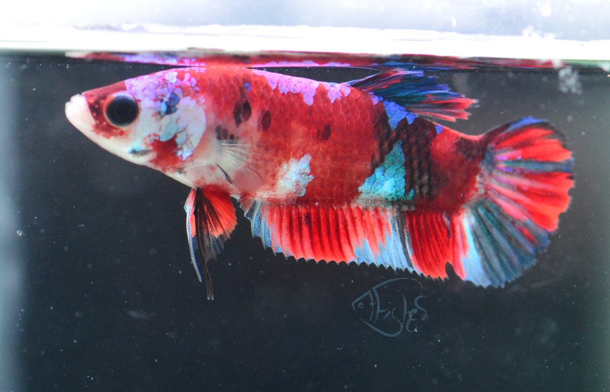 Red Galaxy HMPK Female