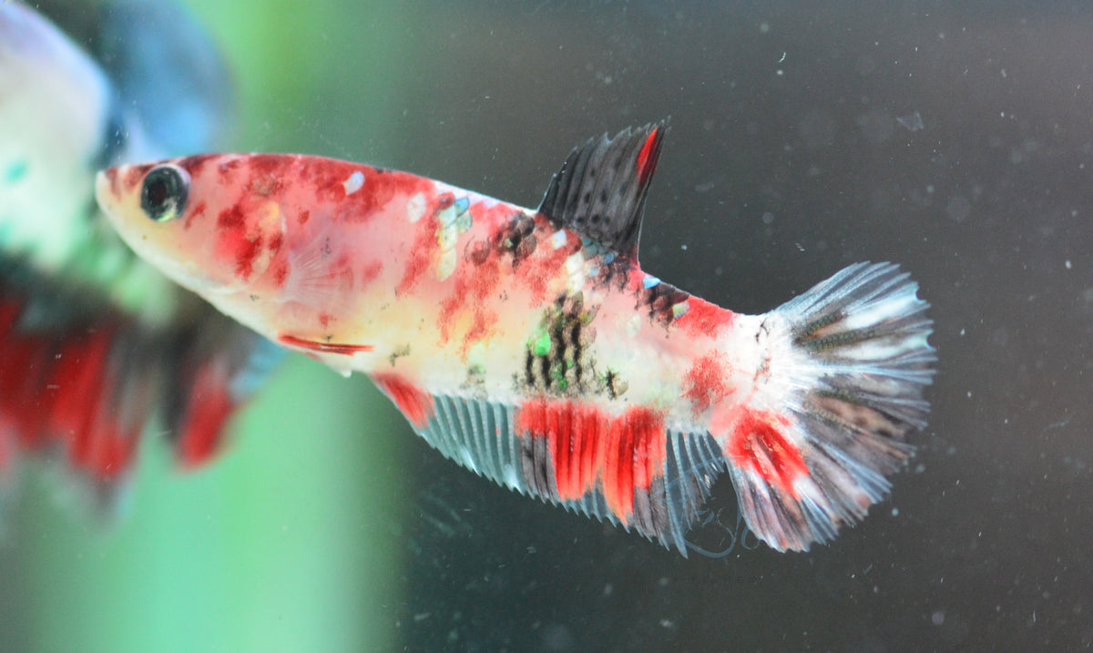 Red Koi HMPK Female