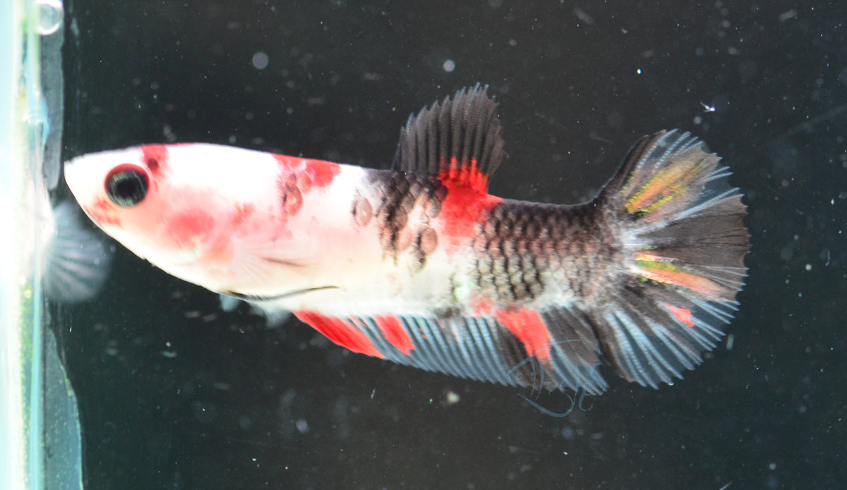 Koi HMPK Female