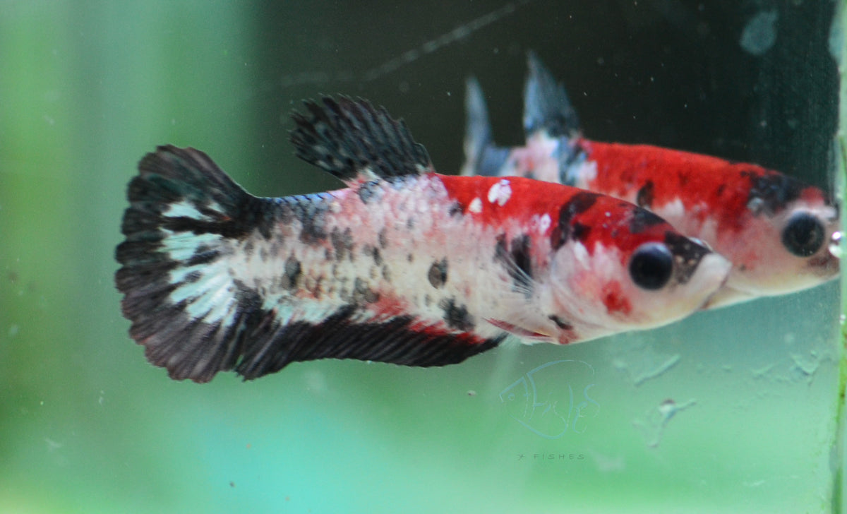 Koi HMPK Female