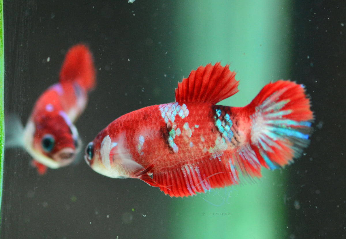 Red Galaxy HMPK Female