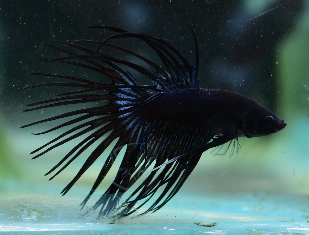 Black Crowntail Male