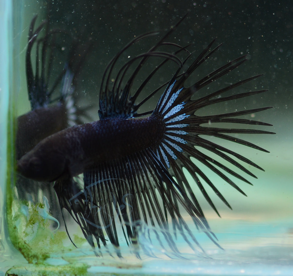 Black Crowntail Male