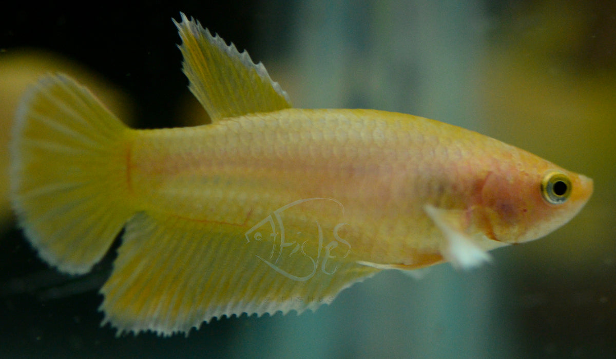 Gold Yellow Dumbo Delta-tail Female