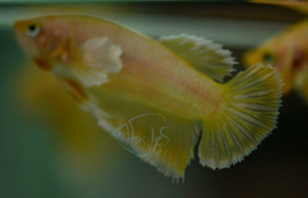 Gold Dumbo HMPK Male