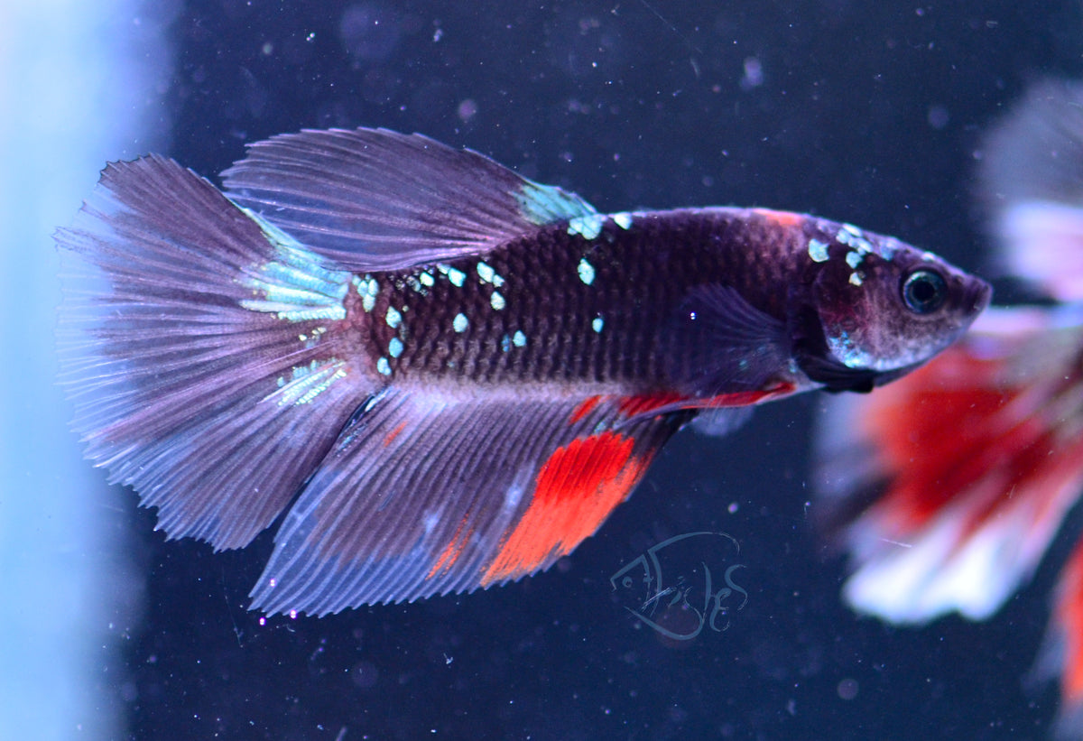 Avatar Delta-tail Male