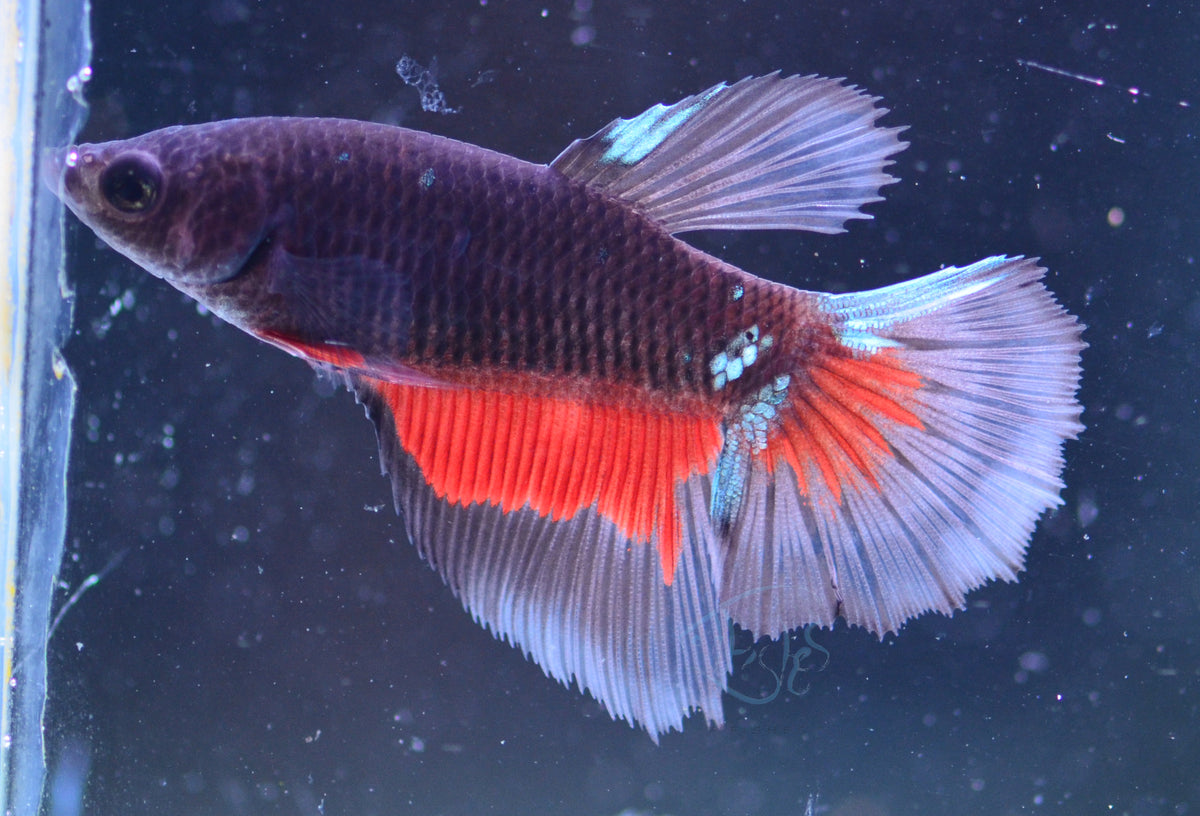 Avatar Delta-tail Female