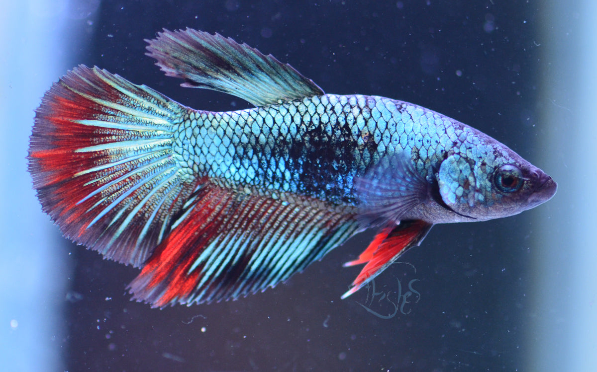 Avatar Delta-tail Female