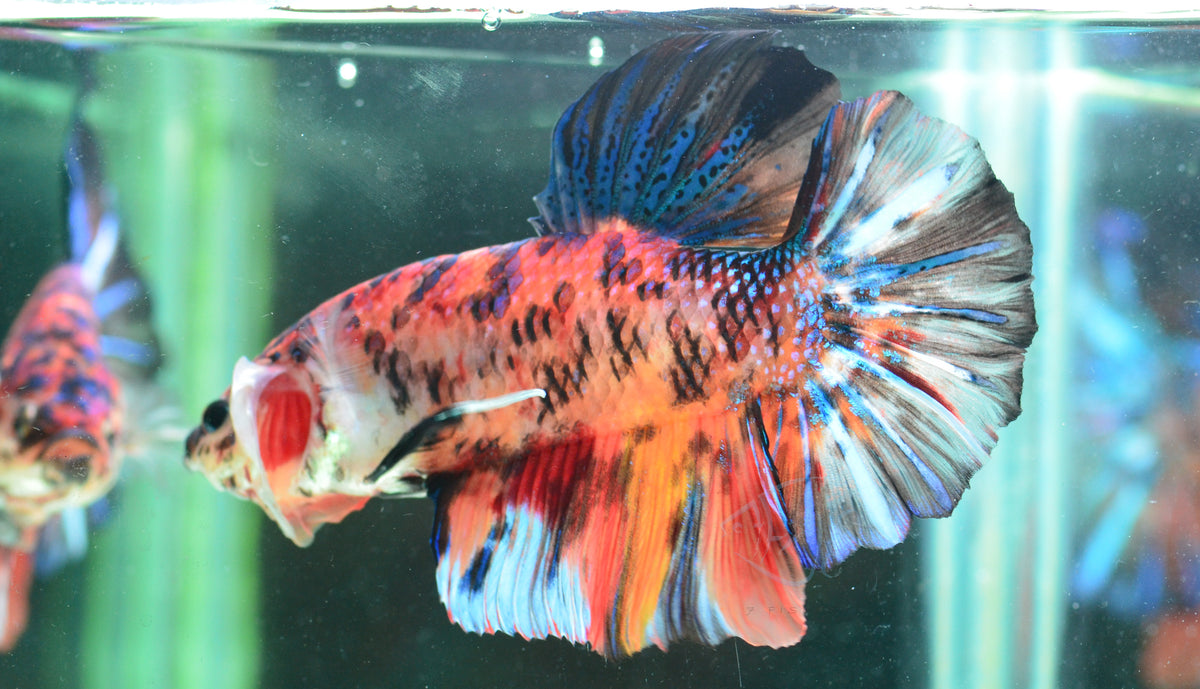 Giant Multicolour HMPK Male