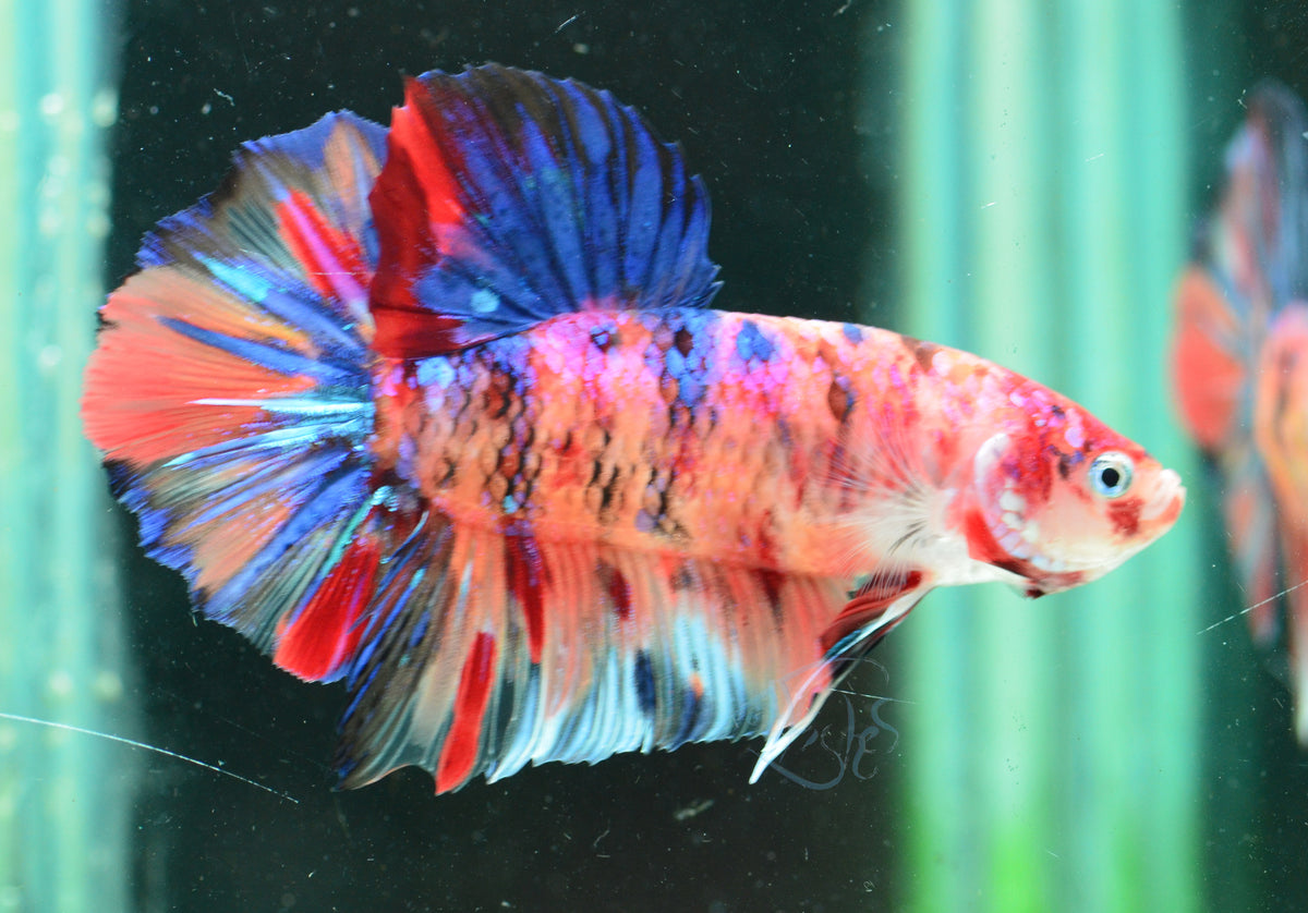 Giant Multicolour HMPK Male