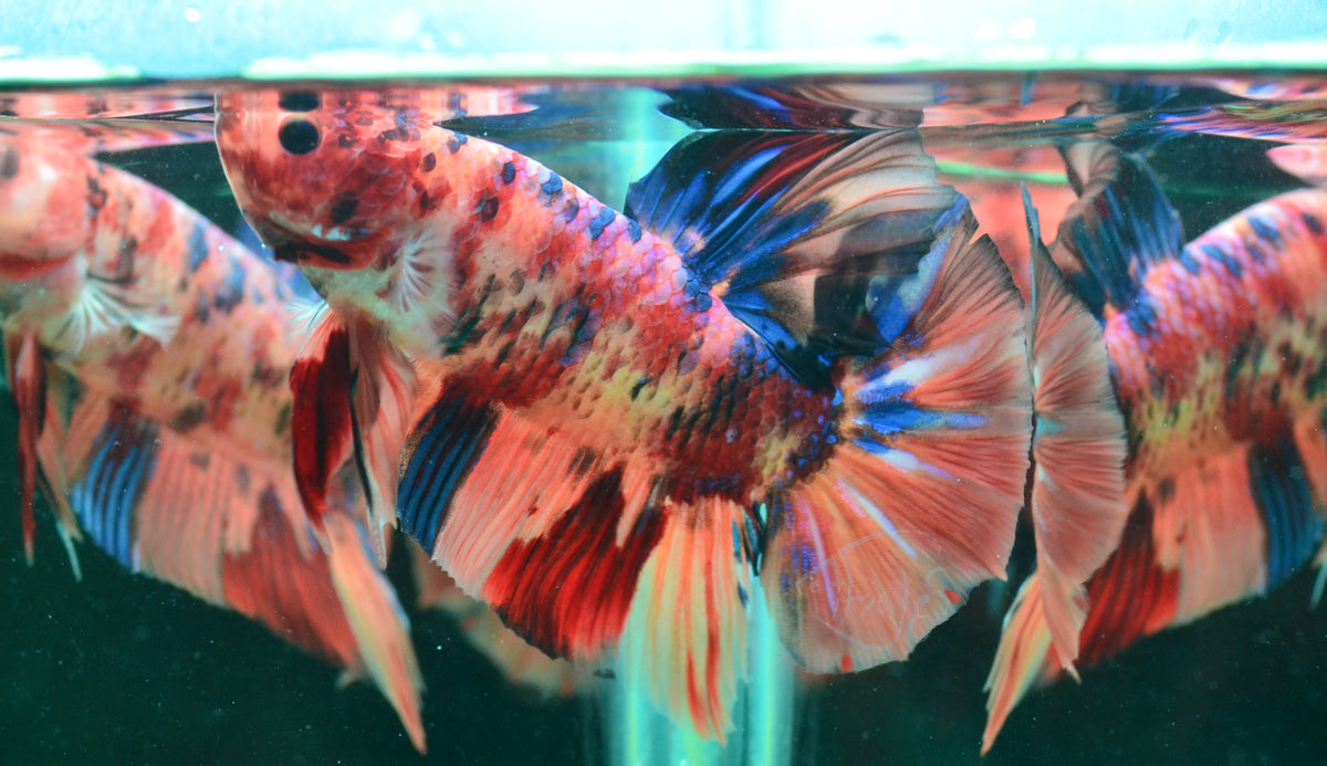 Giant Multicolour HMPK Male