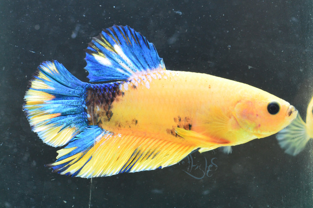 Yellow Hellboy Male