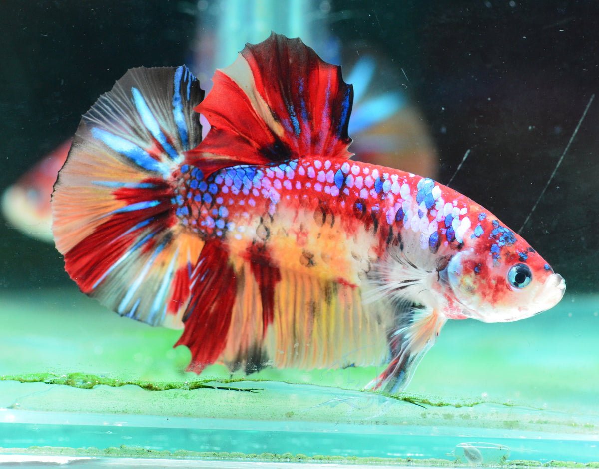 Giant Multicolour HMPK Male