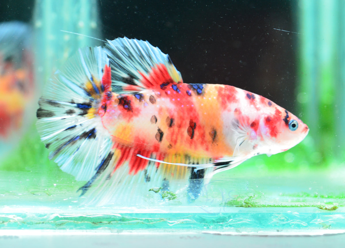 Giant Multicolour HMPK Male