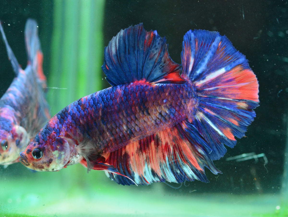 Giant Multicolour HMPK Male