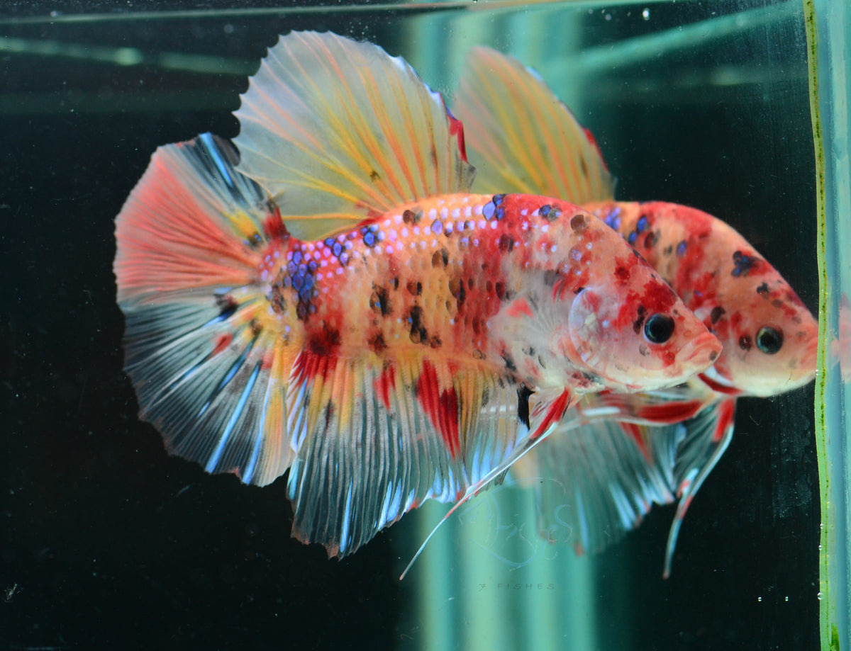 Giant Multicolour HMPK Male