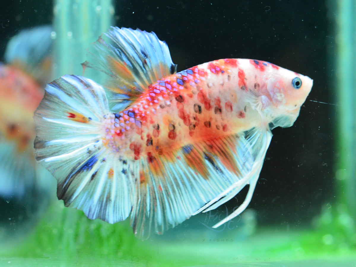 Giant Multicolour HMPK Male