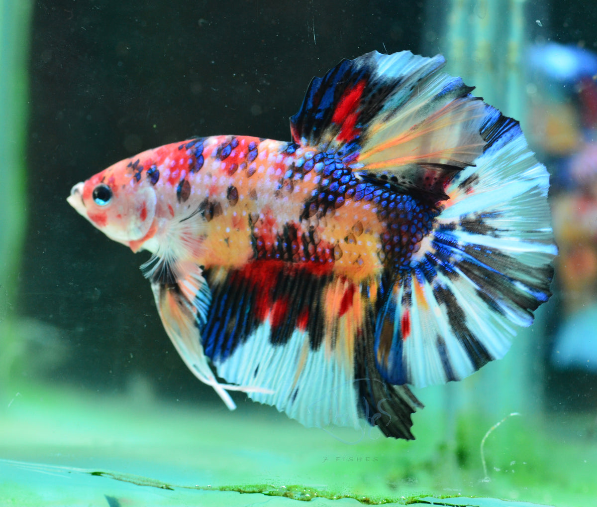 Giant Multicolour HMPK Male