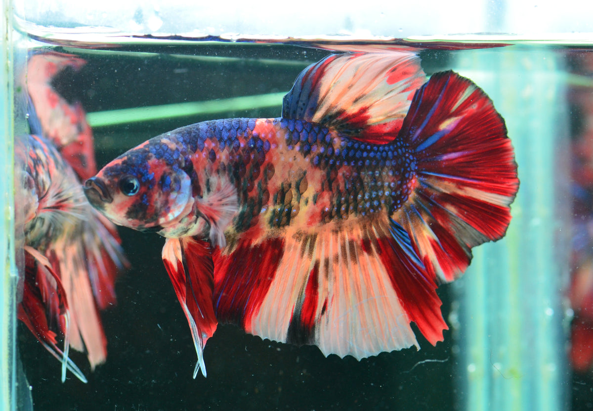 Giant Multicolour HMPK Male