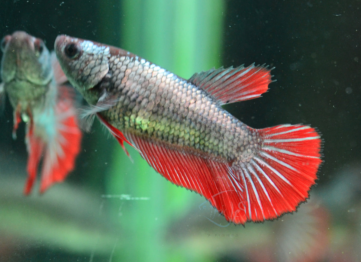 Copper Red Halfmoon Female
