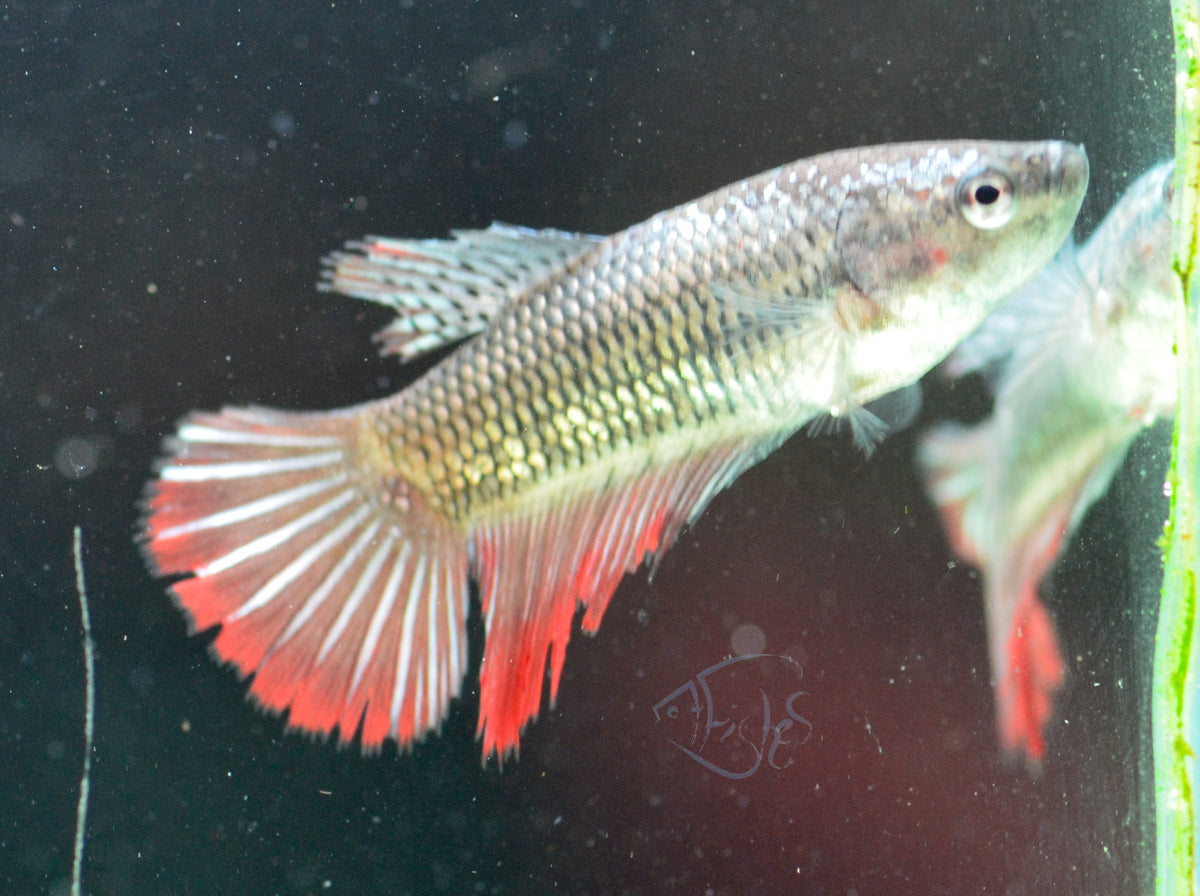 Copper Red Halfmoon Female