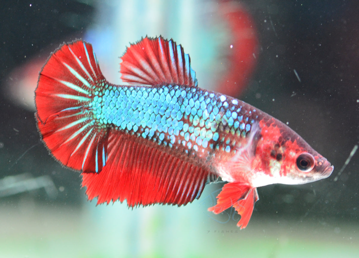 Blue Bi-colour Halfmoon Female