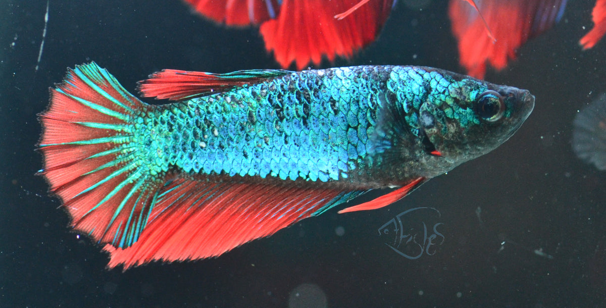 Blue Bi-colour Halfmoon Female