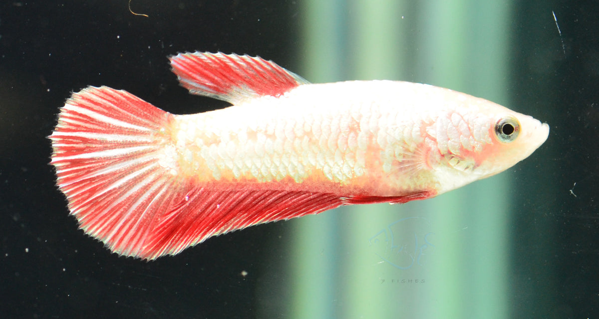 Red Dragon Halfmoon Female