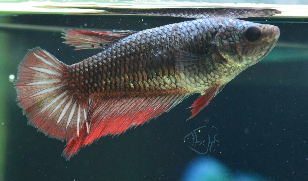 Copper Red Halfmoon Female