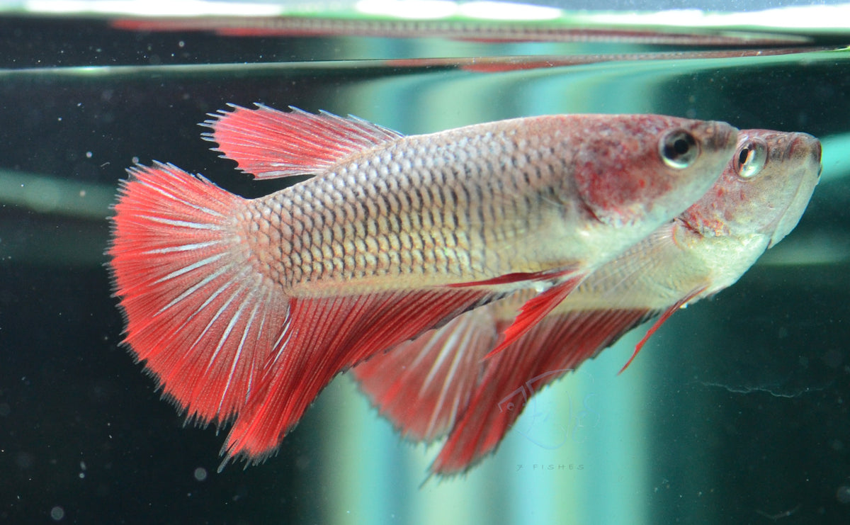 Copper Red Halfmoon Female