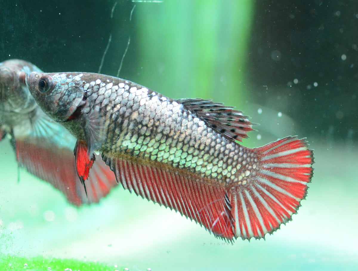 Copper Red Halfmoon Female