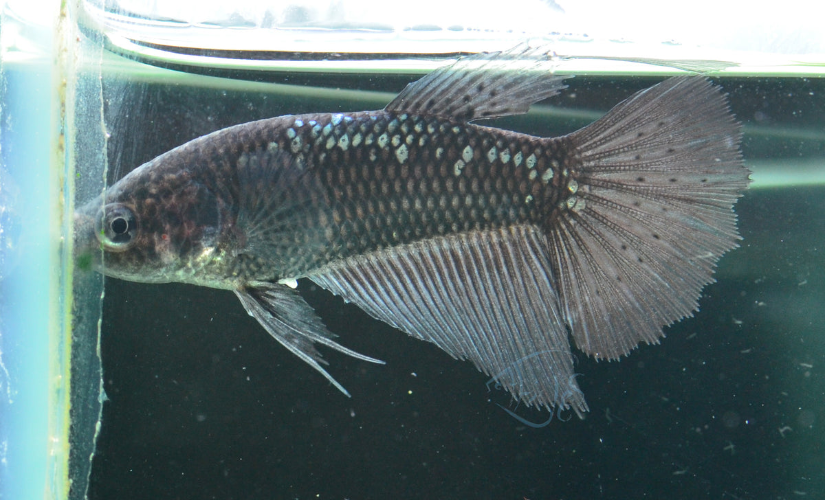 Black Samurai Halfmoon Female