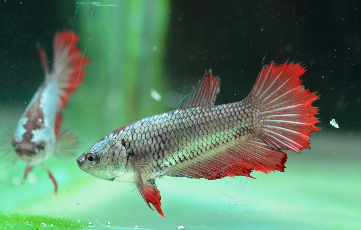 Copper Red Halfmoon Female