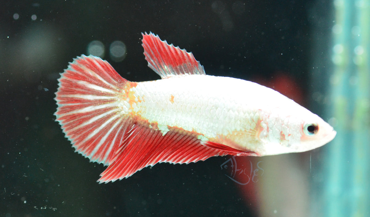Red Dragon Halfmoon Female