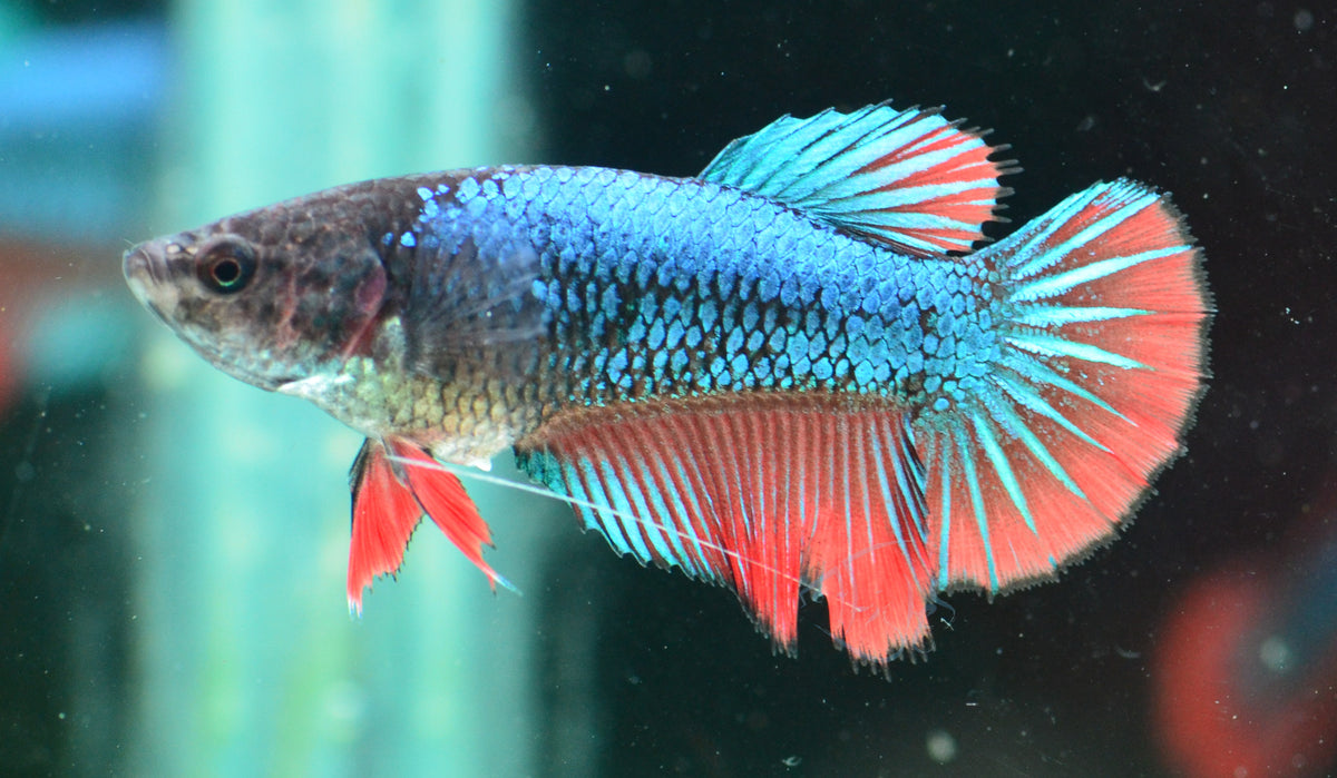 Blue Bi-colour Halfmoon Female