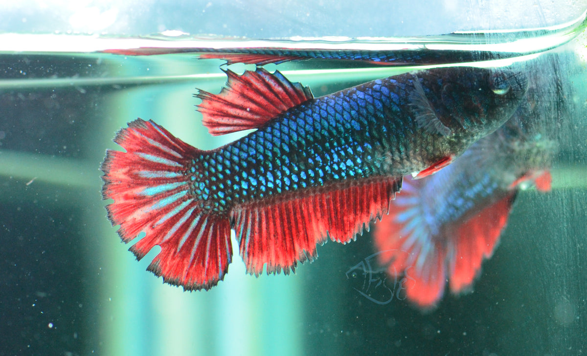 Blue Bi-colour Halfmoon Female