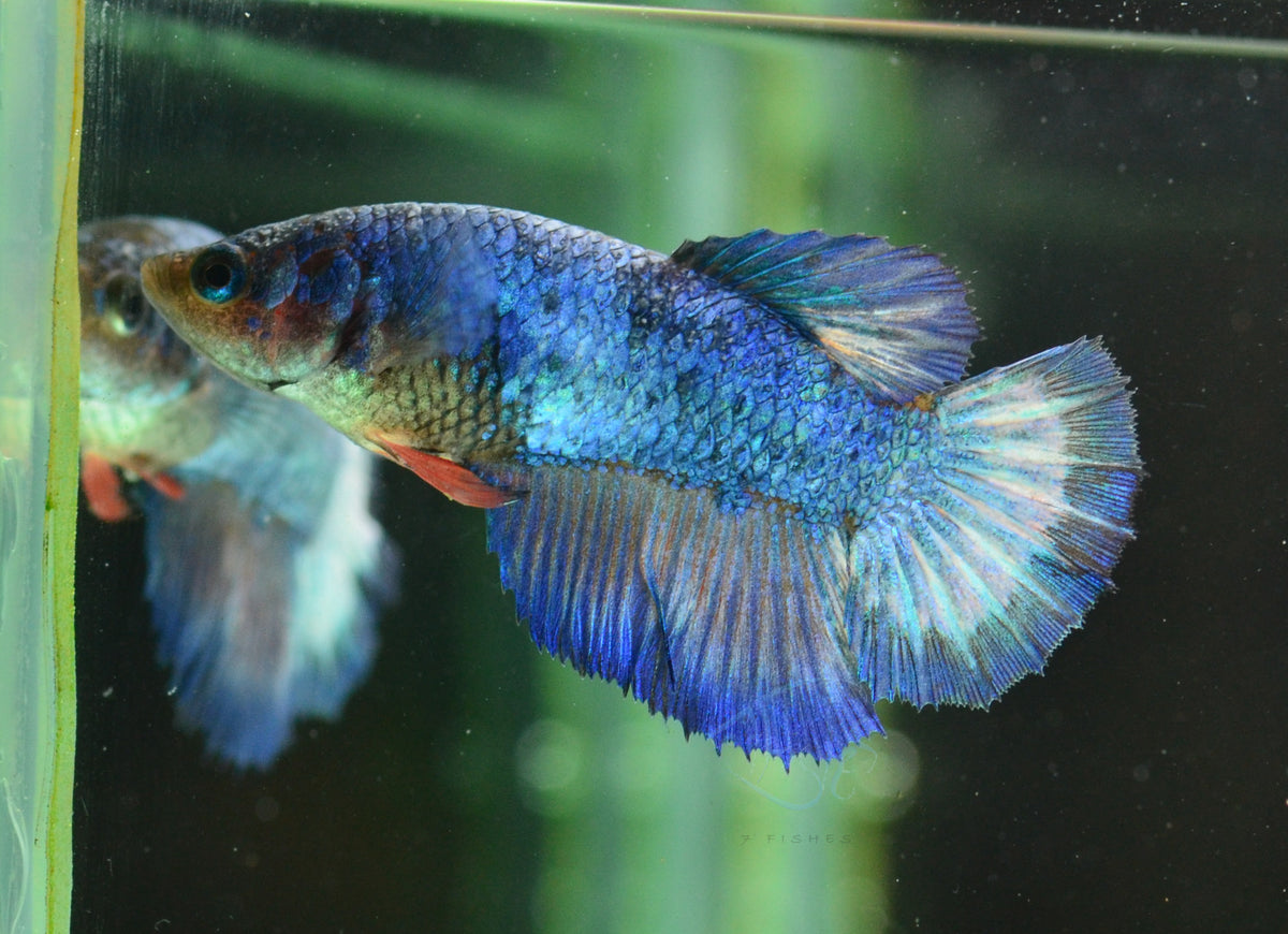 Blue Halfmoon Female