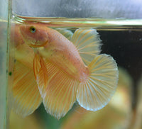 24K Gold HMPK Male