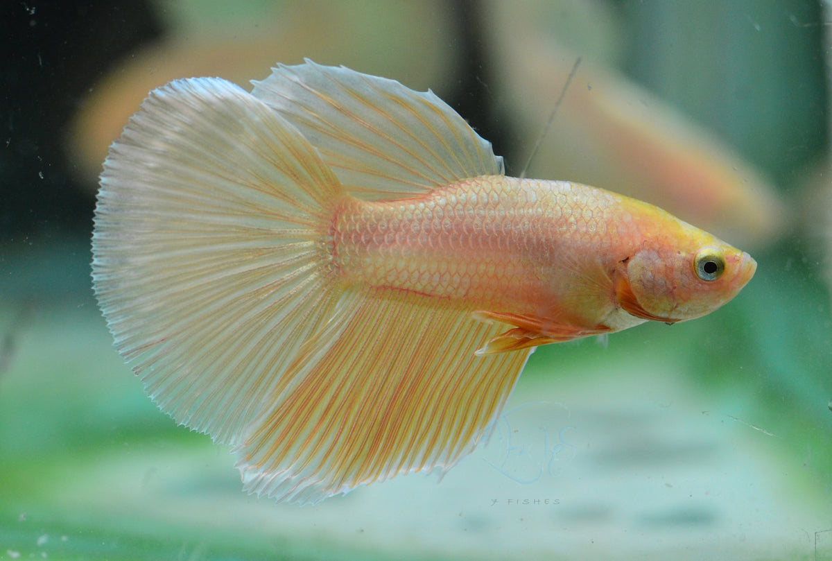 Gold Delta-tail Male