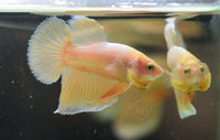24K Gold HMPK Male